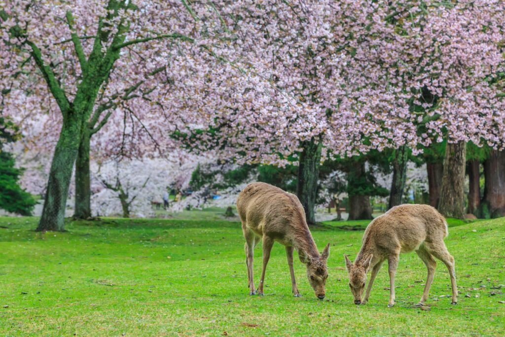 Nara Deer