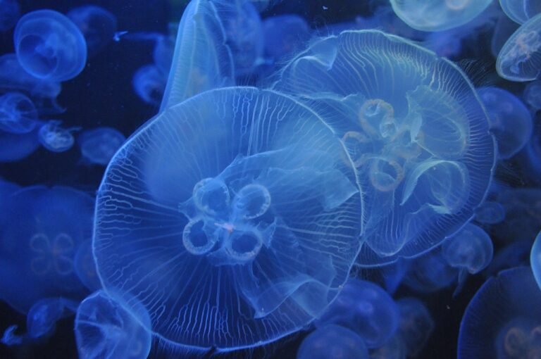 jellyfish, aquarium, blue, jellyfish, jellyfish, jellyfish, jellyfish, jellyfish, aquarium