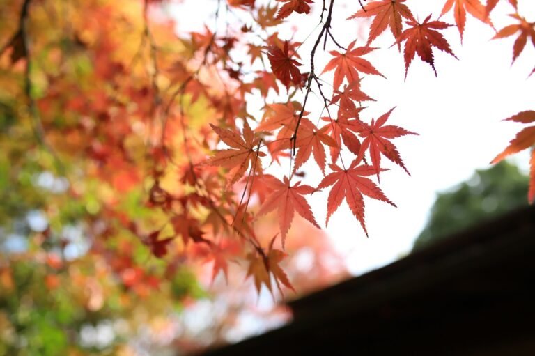 red and brown maple leaves